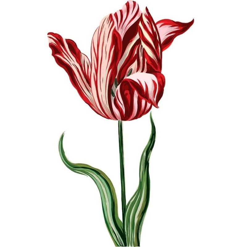 tulip